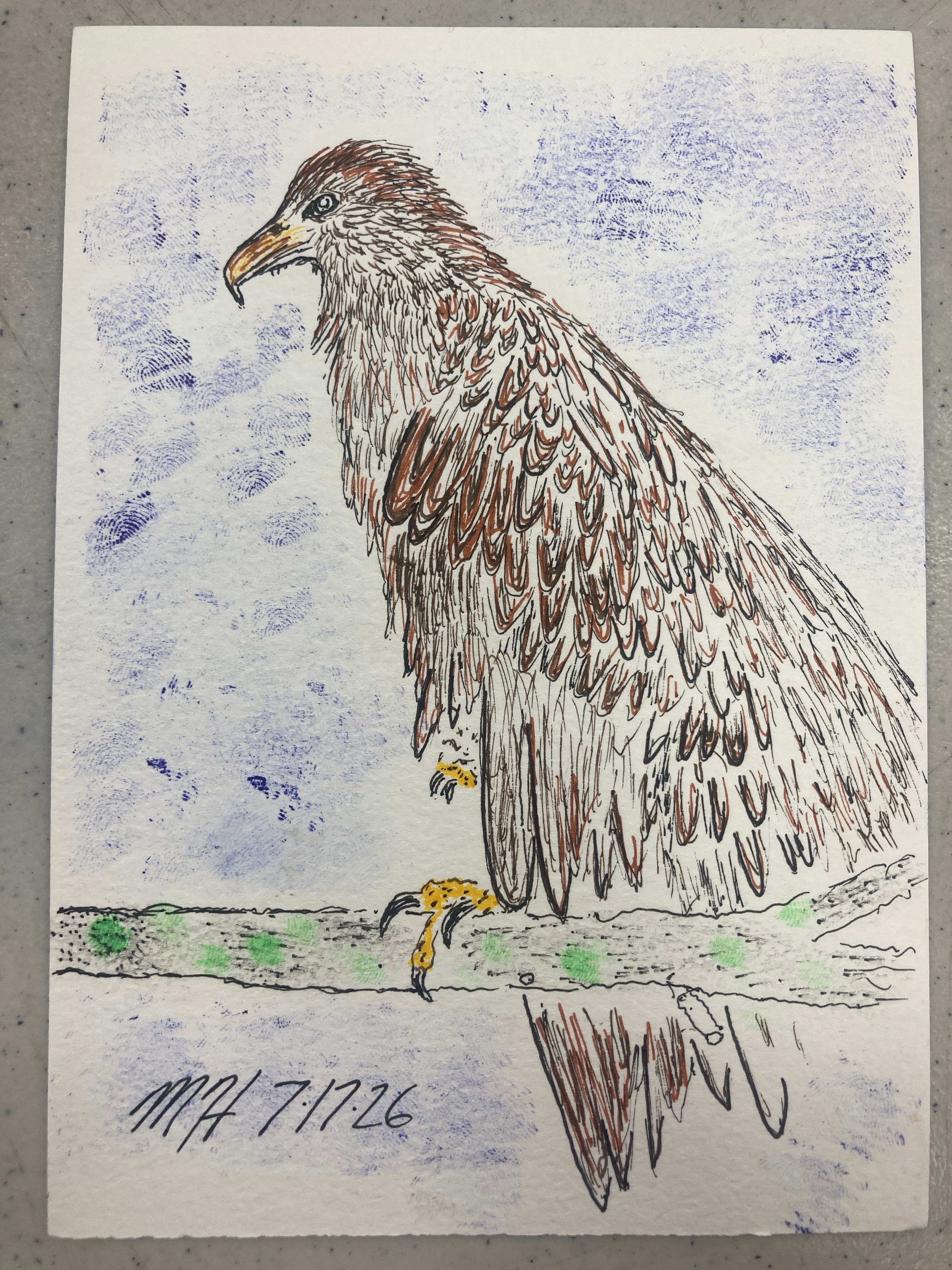 Baby Bald Eagle Illustration