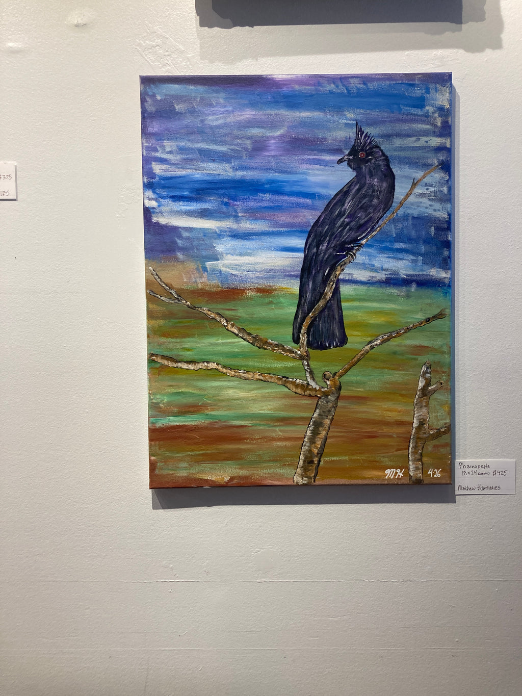 Phainopepla