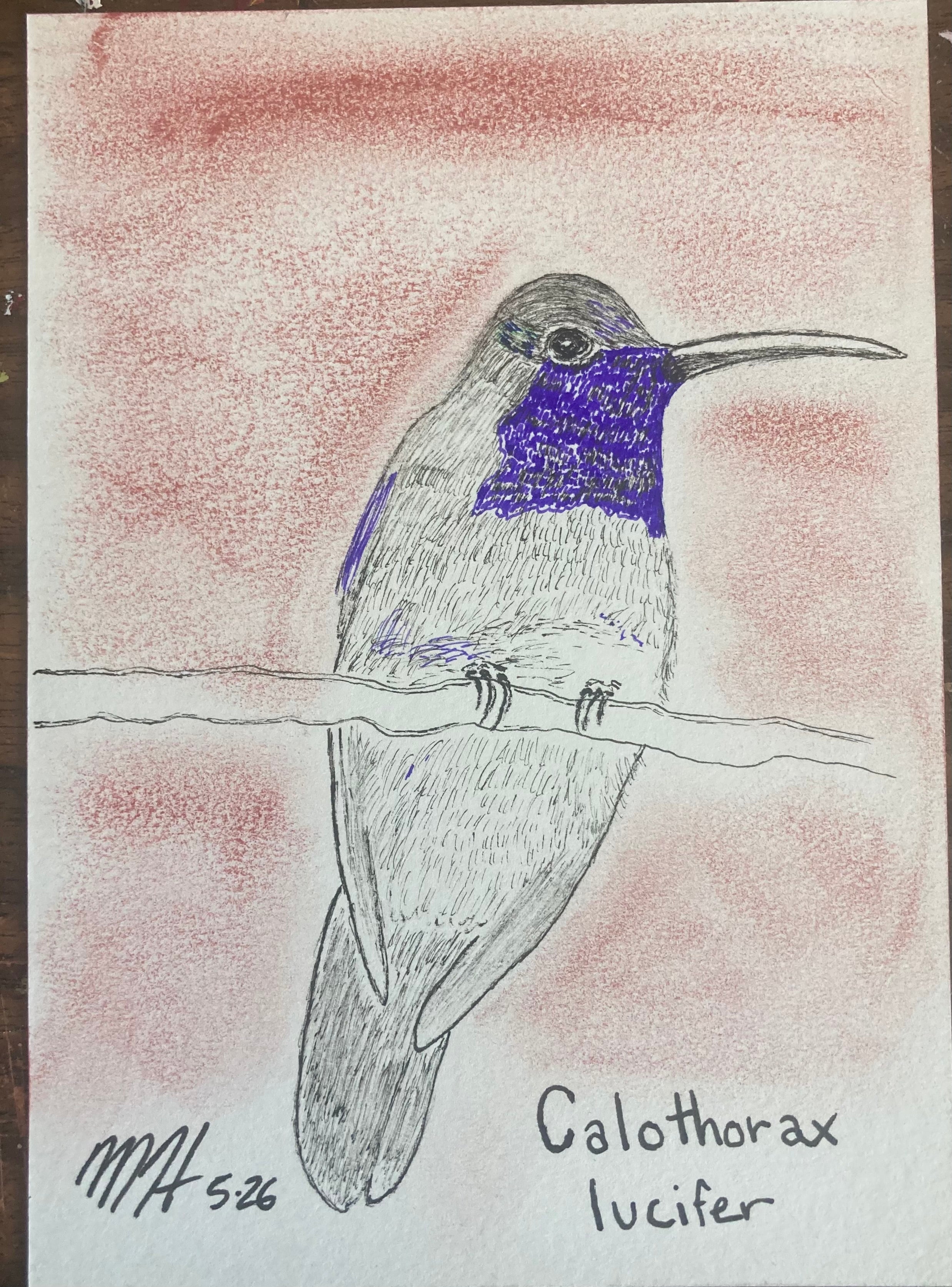 Hummingbird 52326