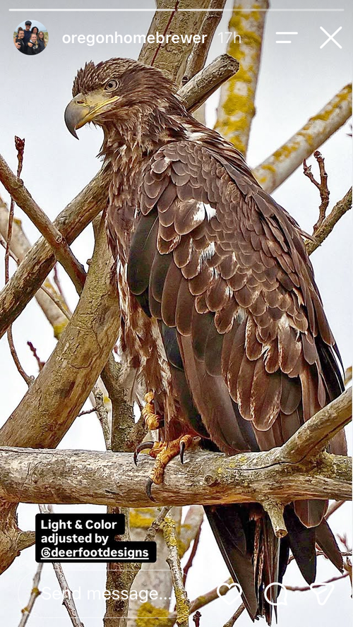 Baby Bald Eagle Illustration