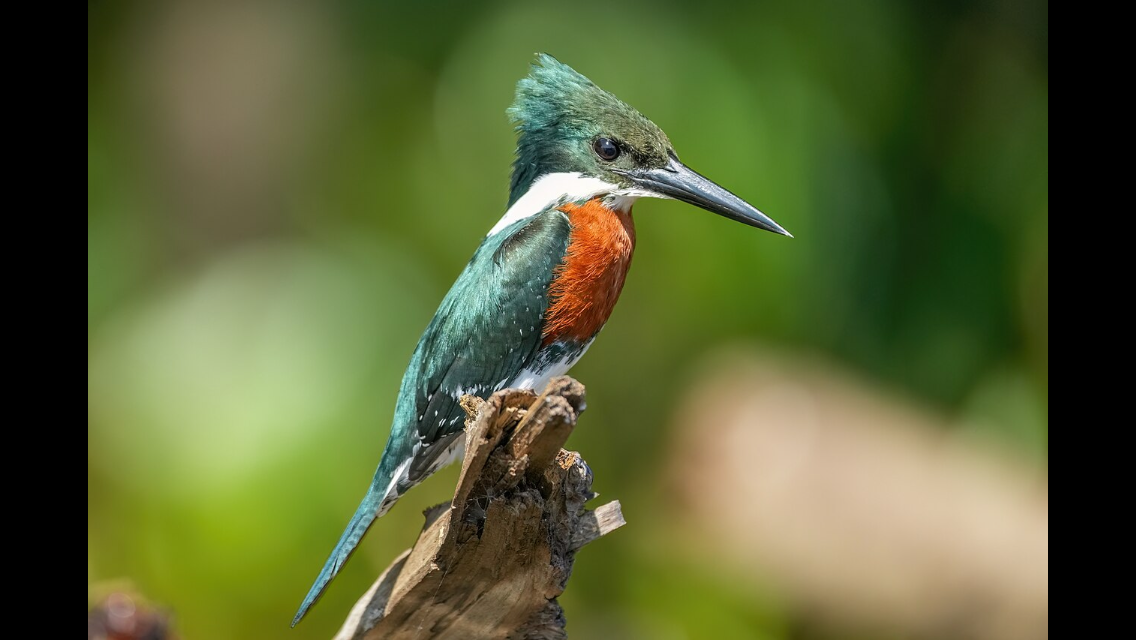Angry Kingfisher