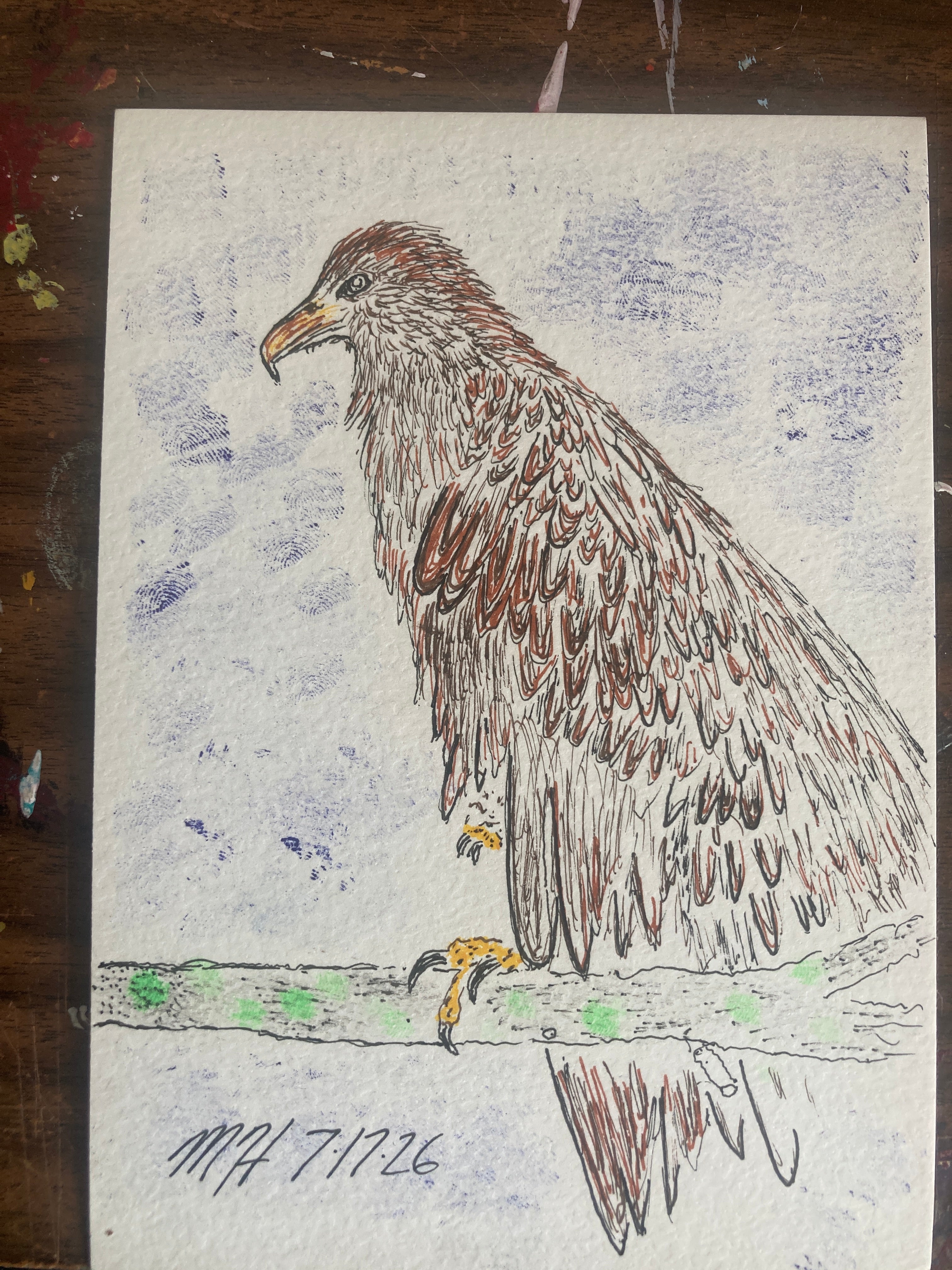 Baby Bald Eagle Illustration