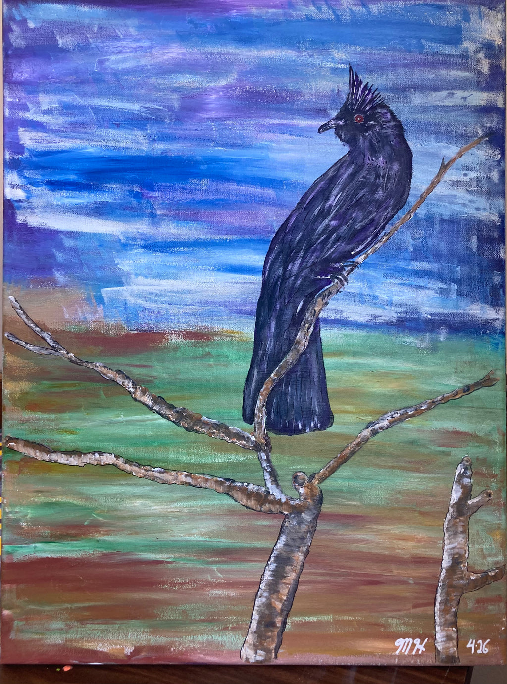 Phainopepla