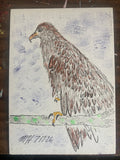 Baby Bald Eagle Illustration