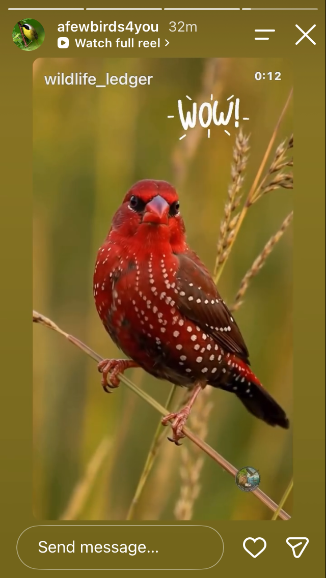 Crimson Finch Illustration