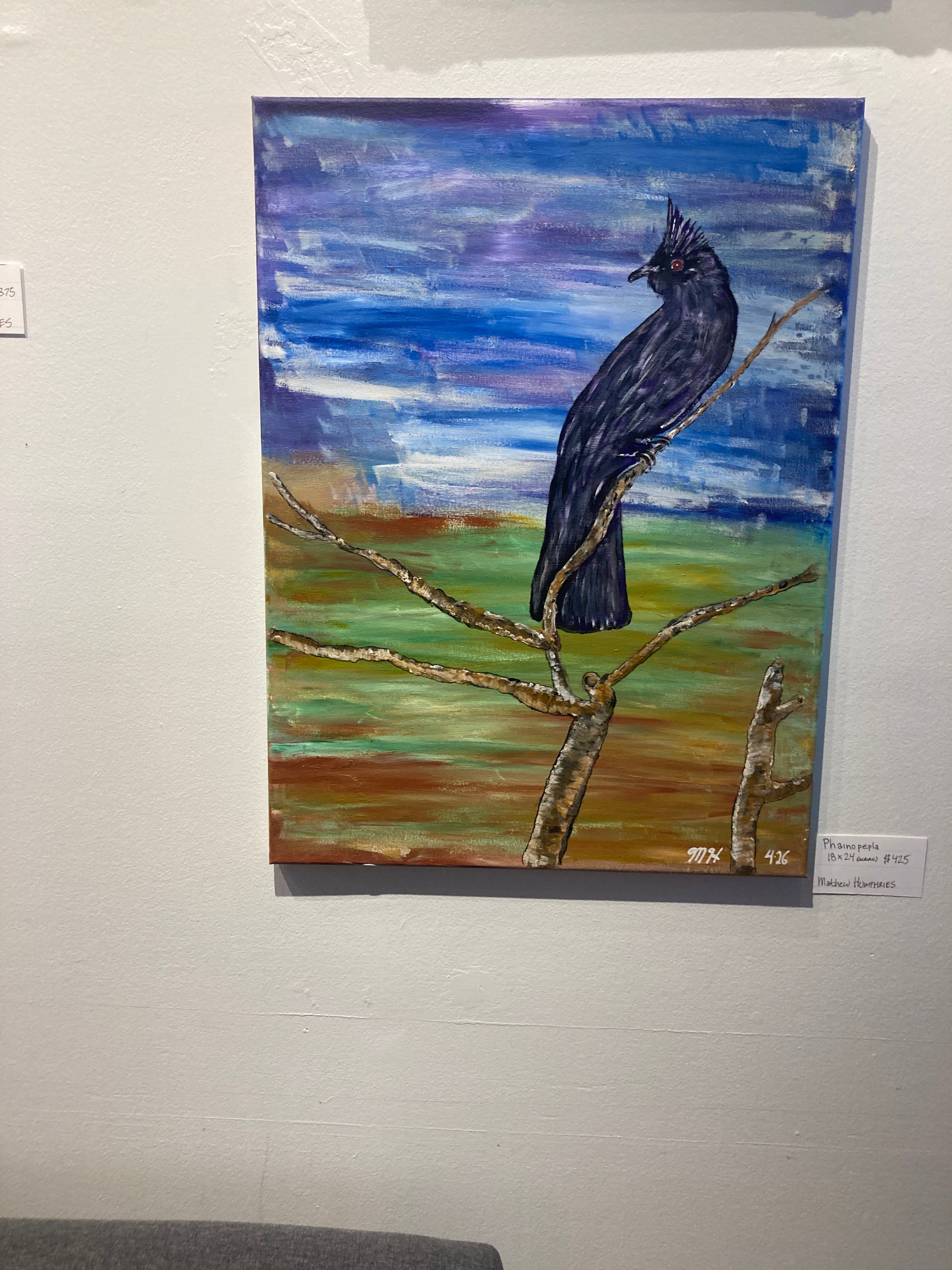 Phainopepla