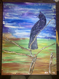 Phainopepla