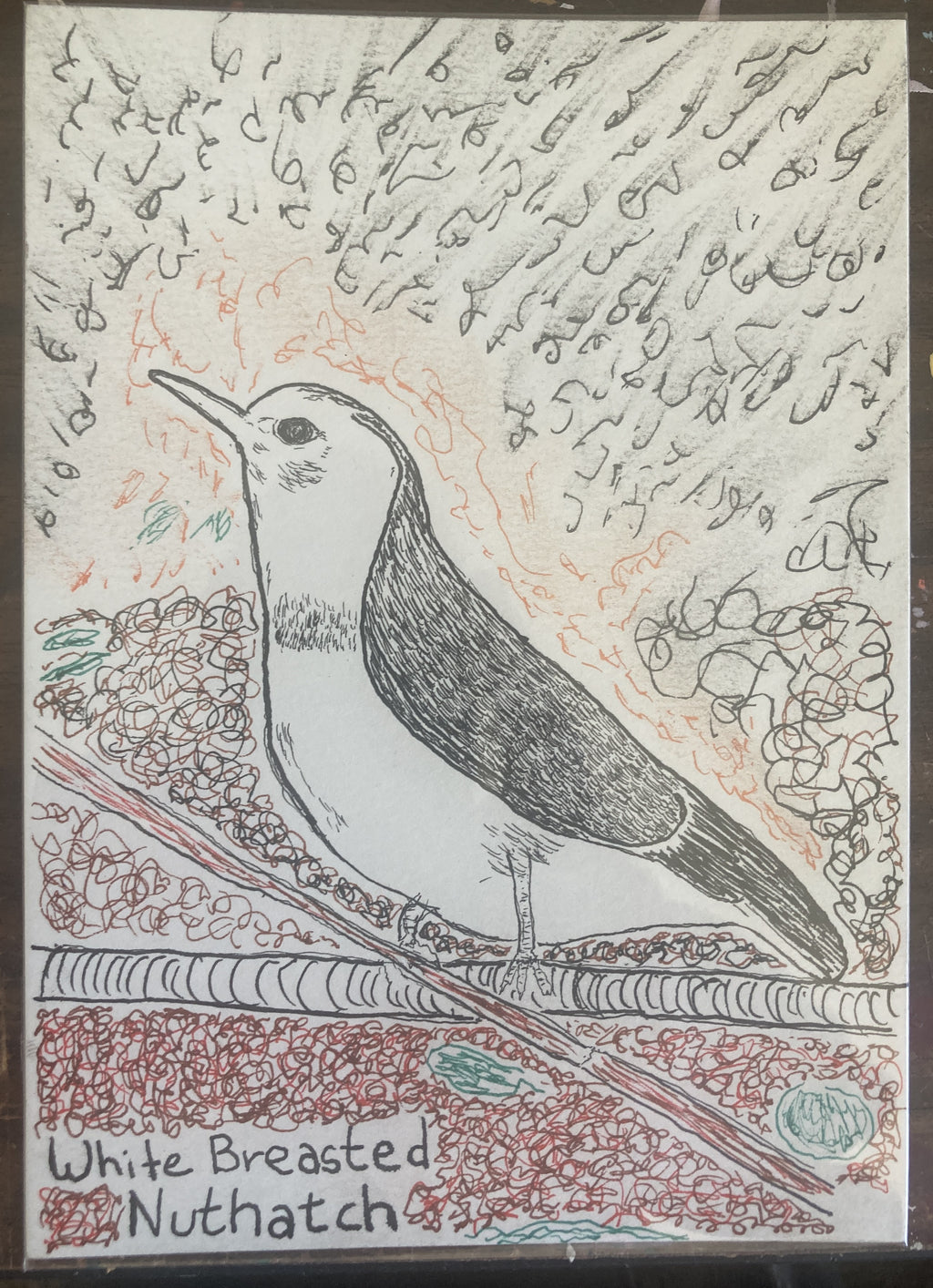 WHITEBREASTEDNUTHATCHRISO