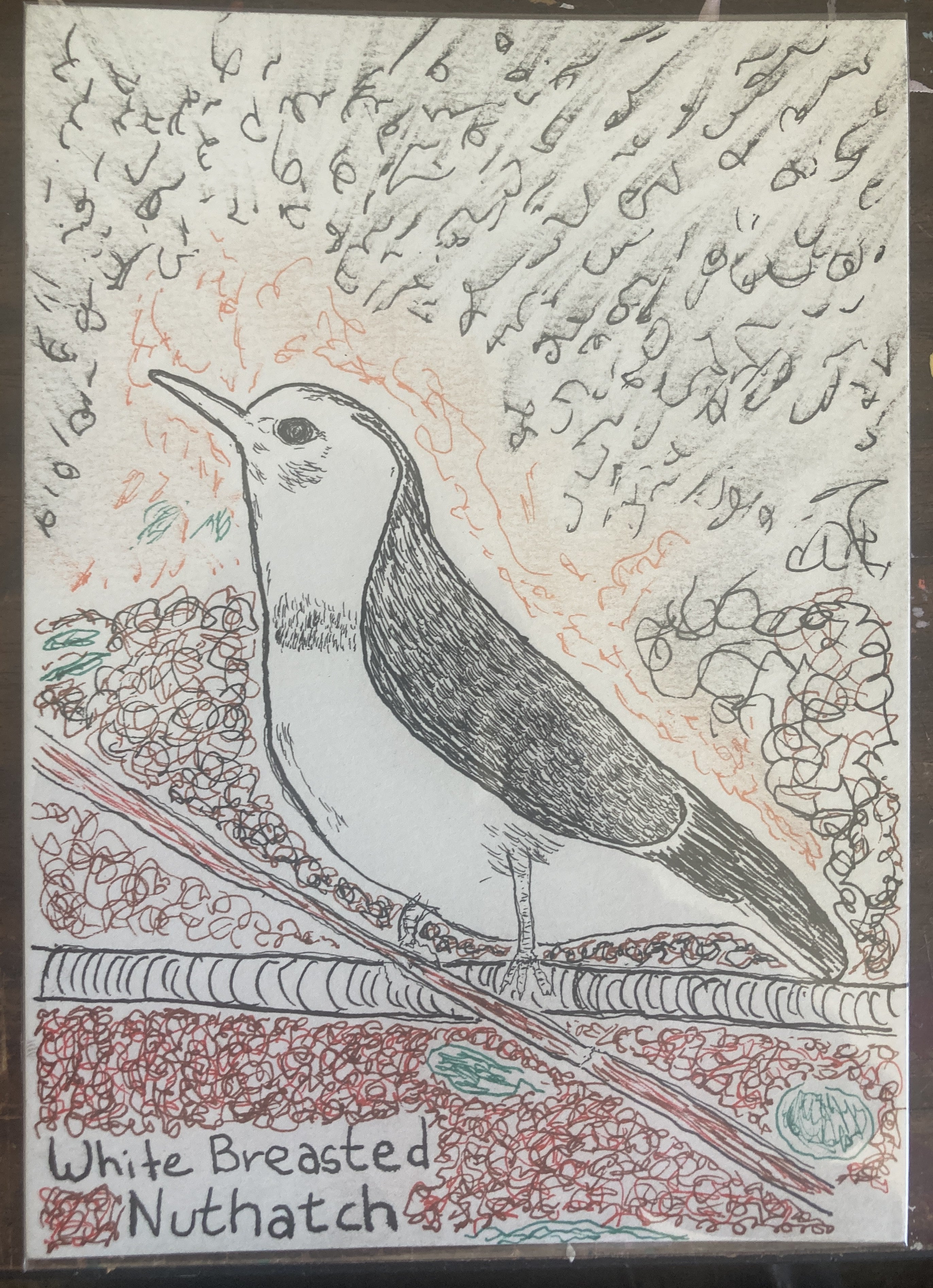WHITEBREASTEDNUTHATCHRISO