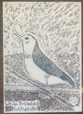 WHITEBREASTEDNUTHATCHRISO