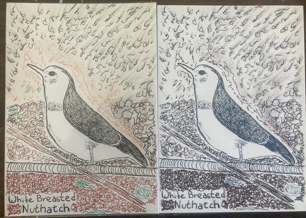 WHITEBREASTEDNUTHATCHRISO
