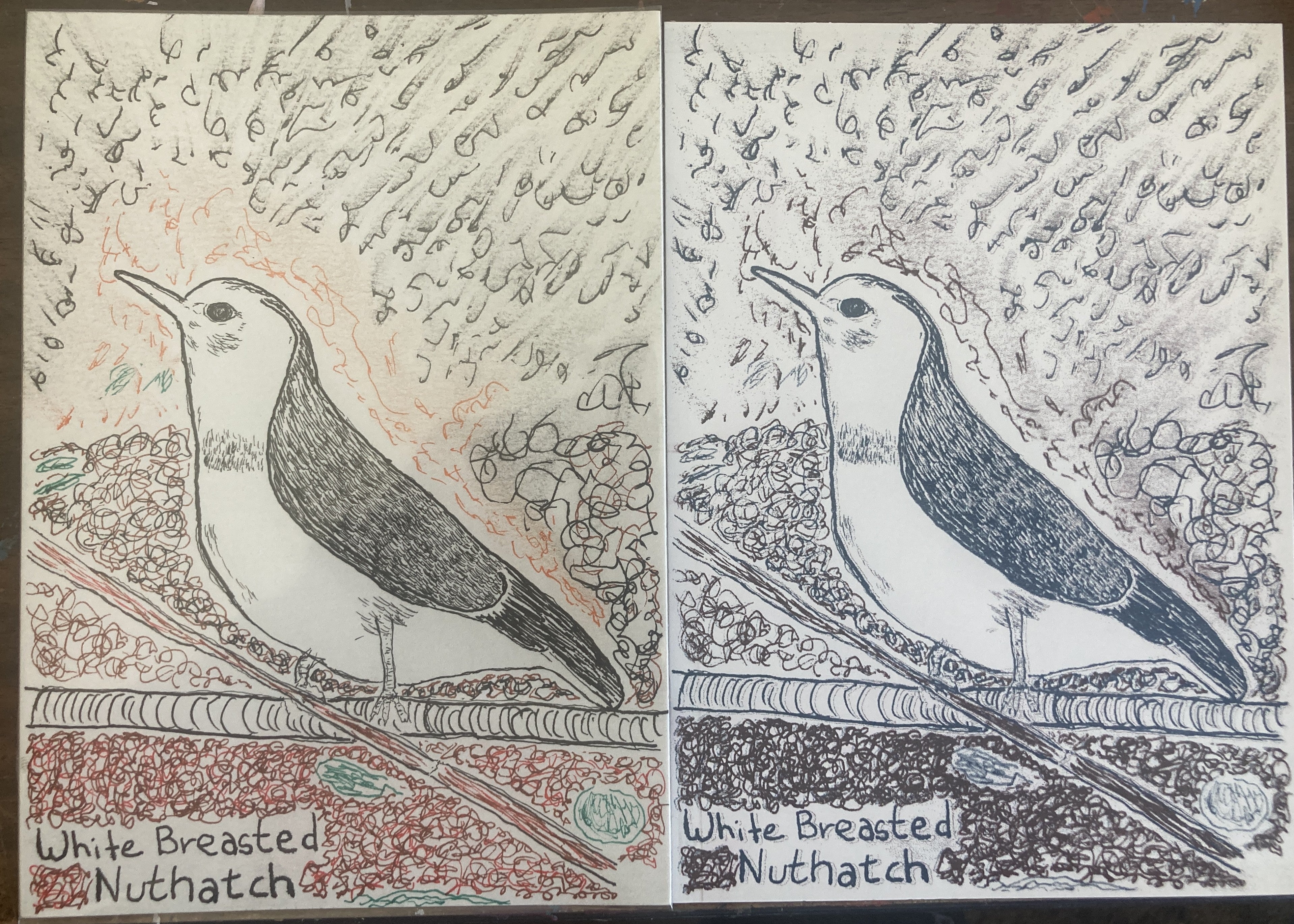 WHITEBREASTEDNUTHATCHRISO