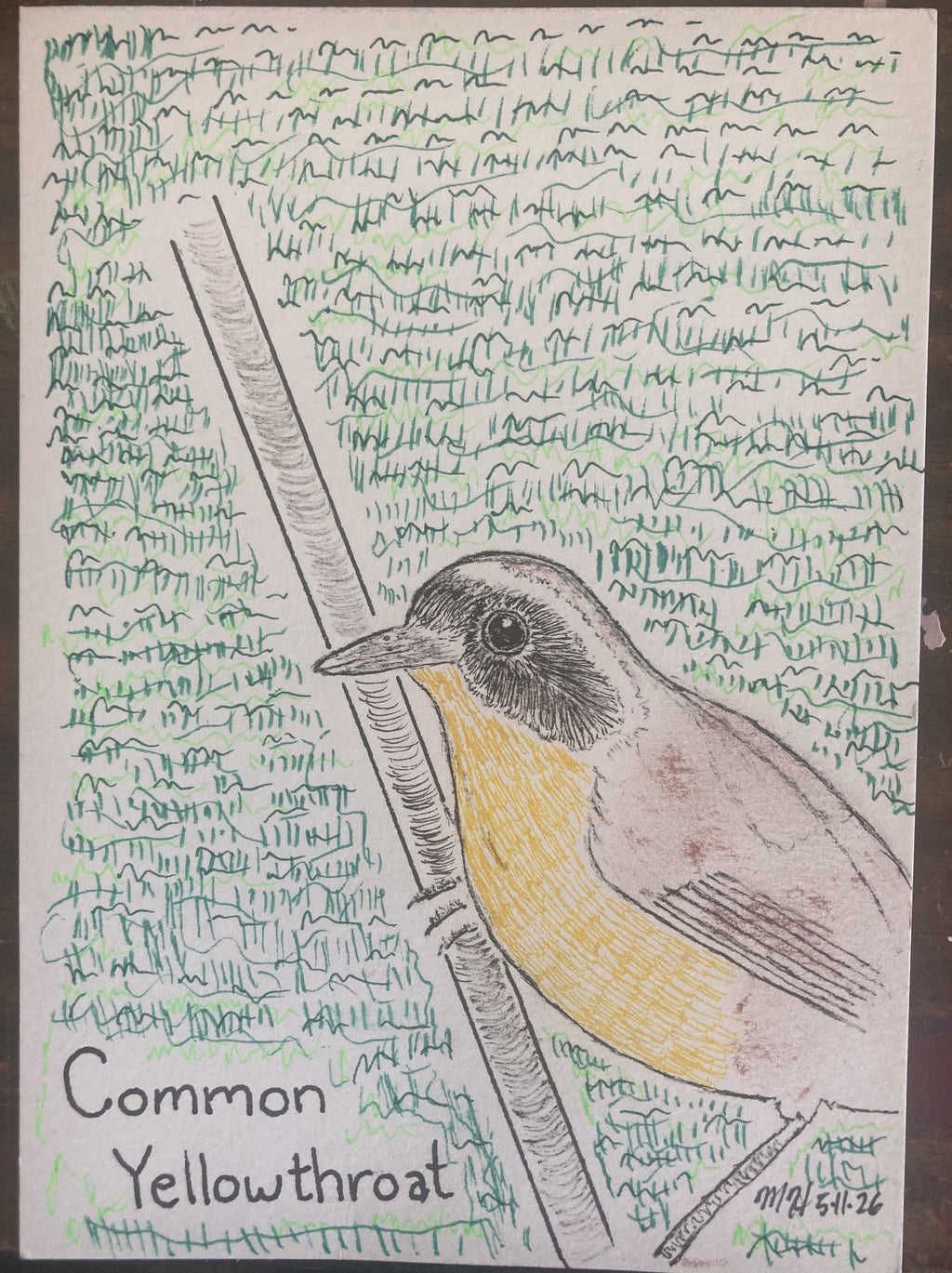 COMMONYELLOWTHROATRISO
