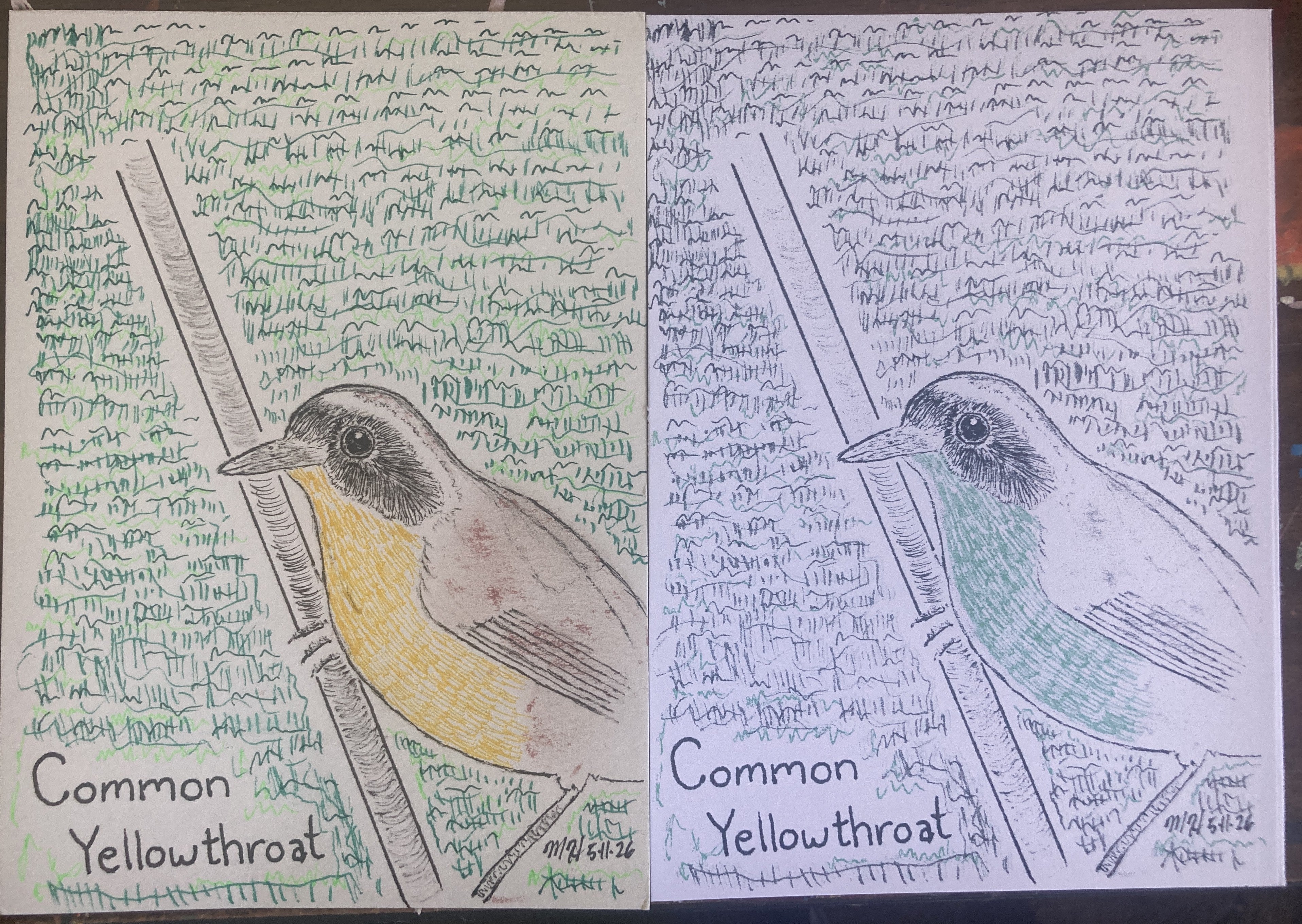 COMMONYELLOWTHROATRISO