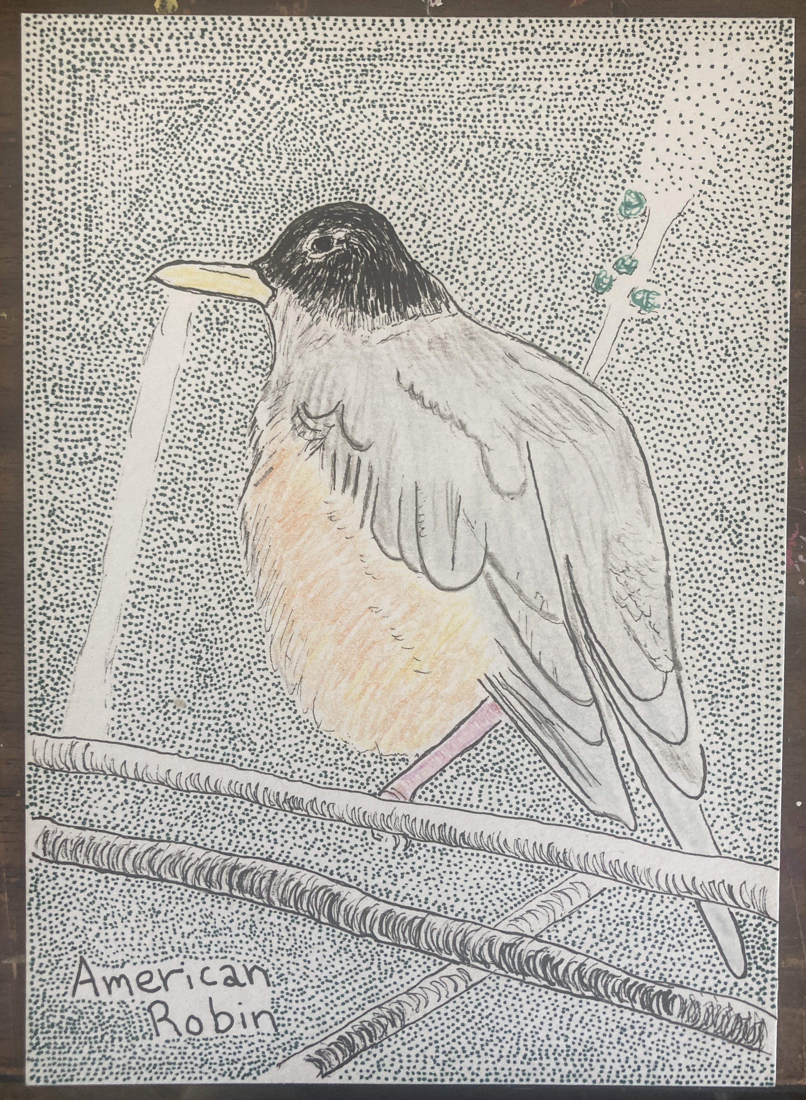 AMERICANROBINRISO
