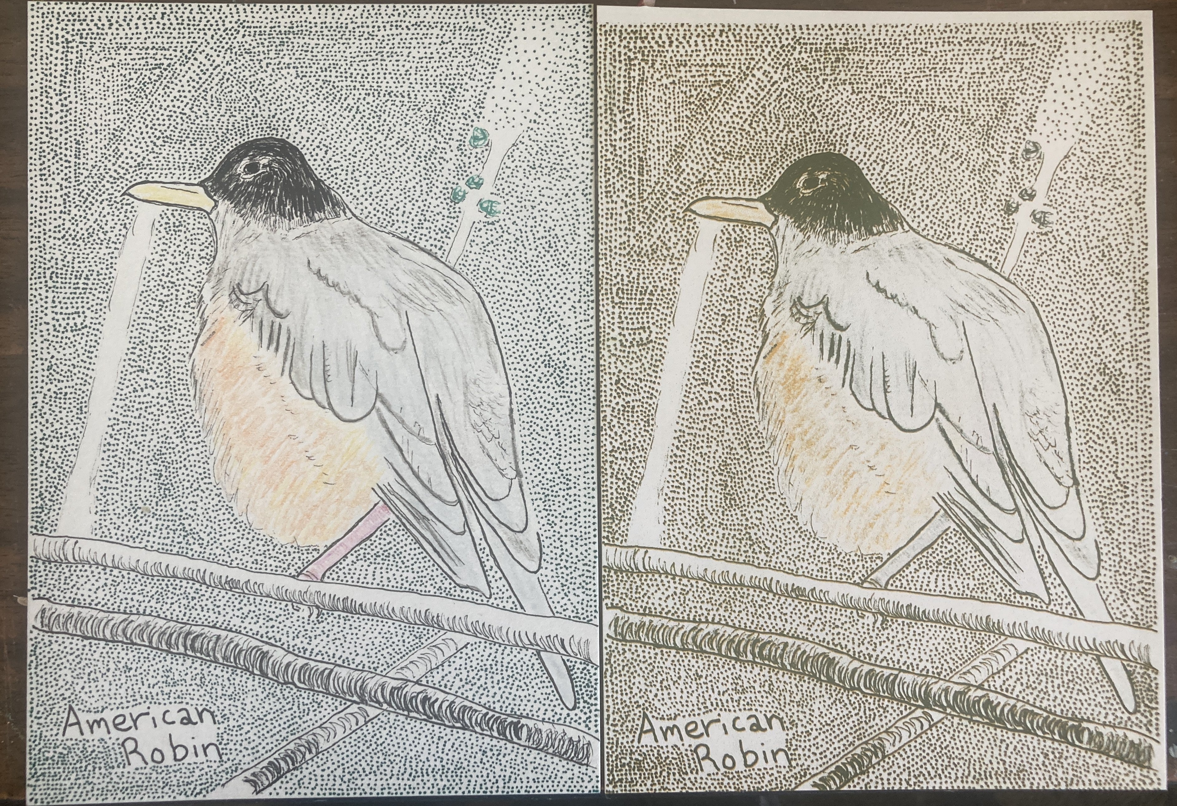 AMERICANROBINRISO