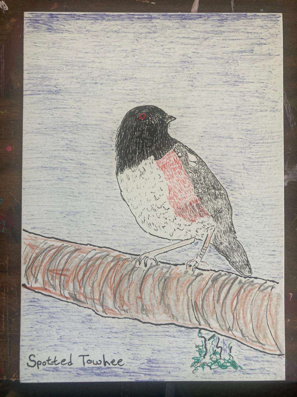 SPOTTEDTOWHEЕRISO