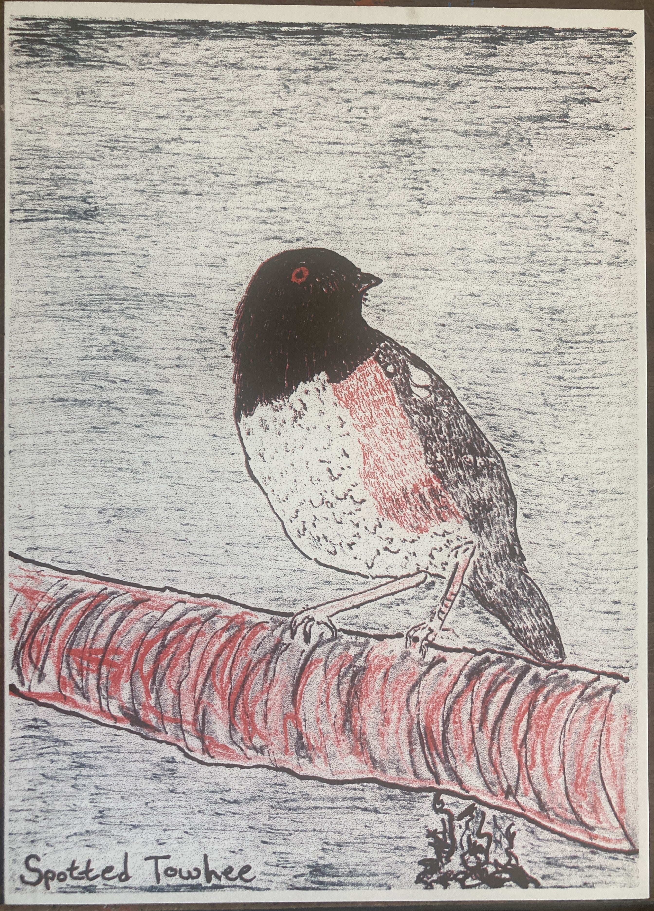 SPOTTEDTOWHEЕRISO