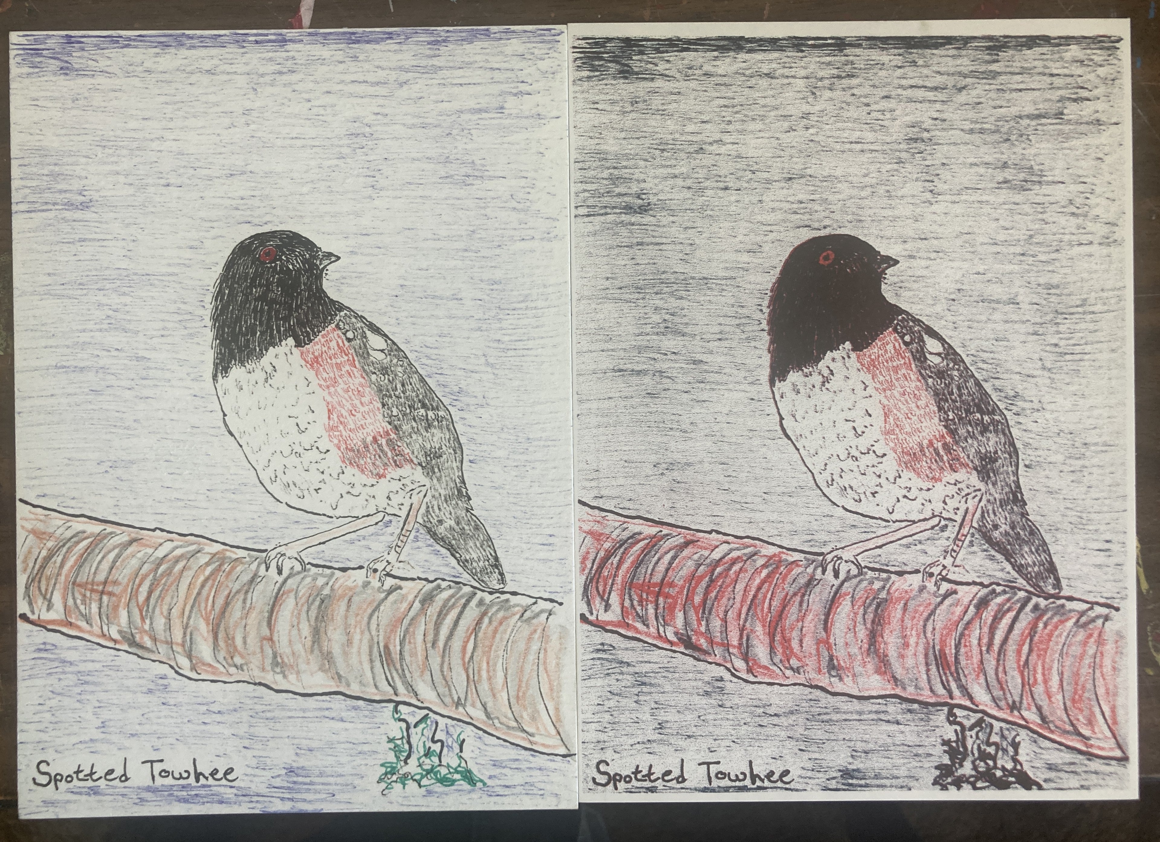 SPOTTEDTOWHEЕRISO