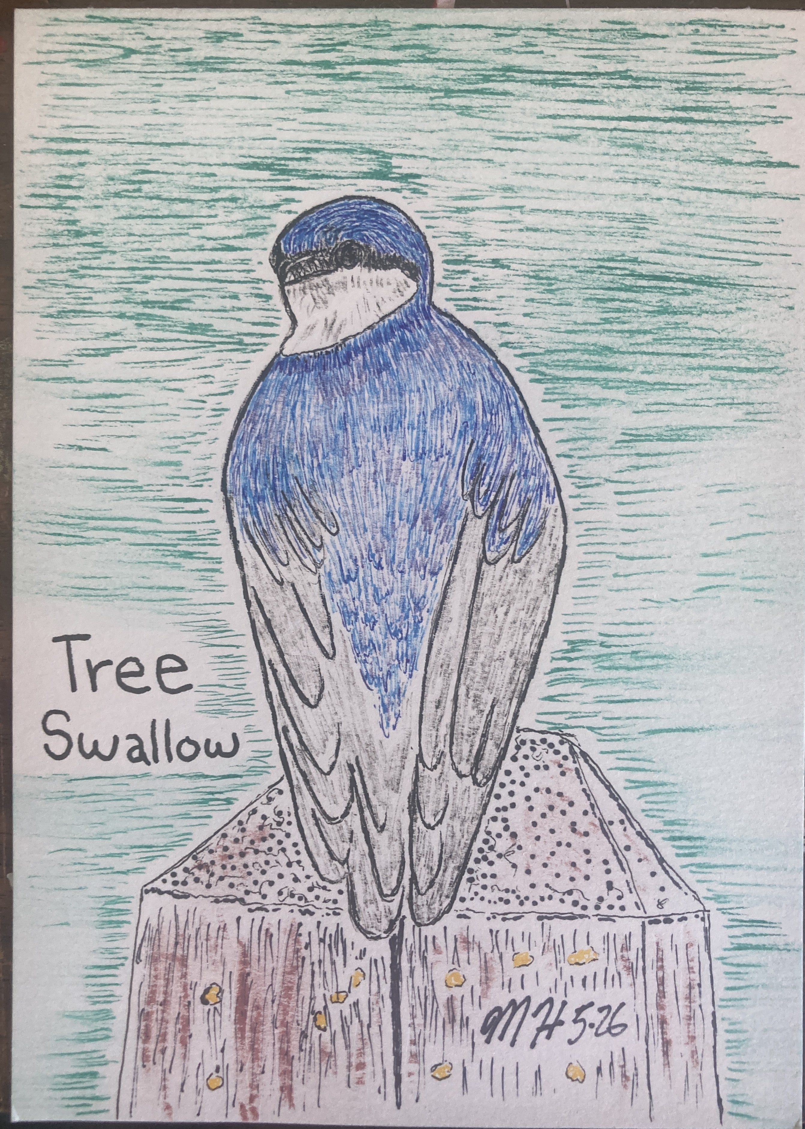 TREESWALLOWRISO