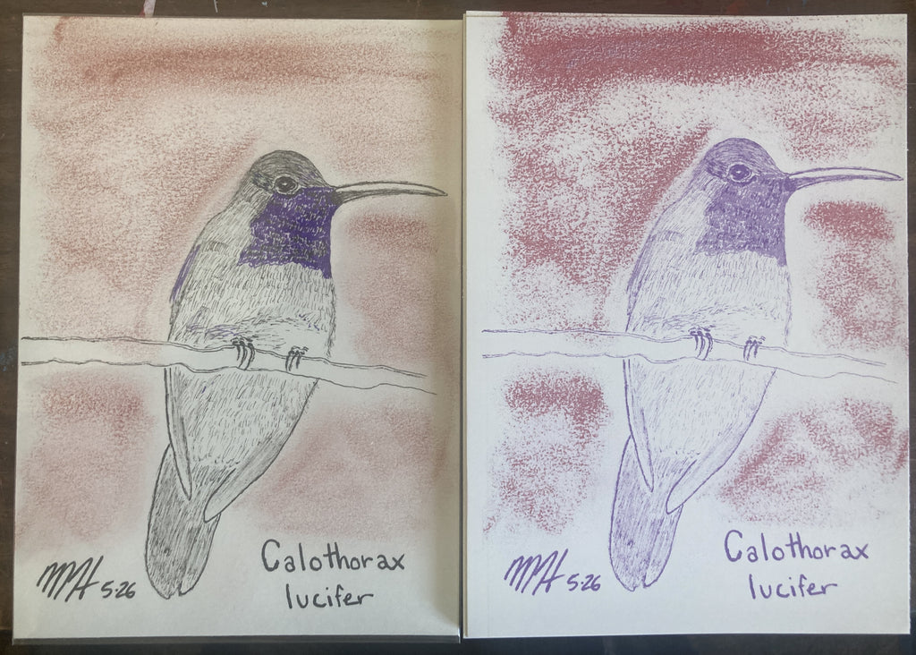 CALOTHORAXLUCIFERRISO