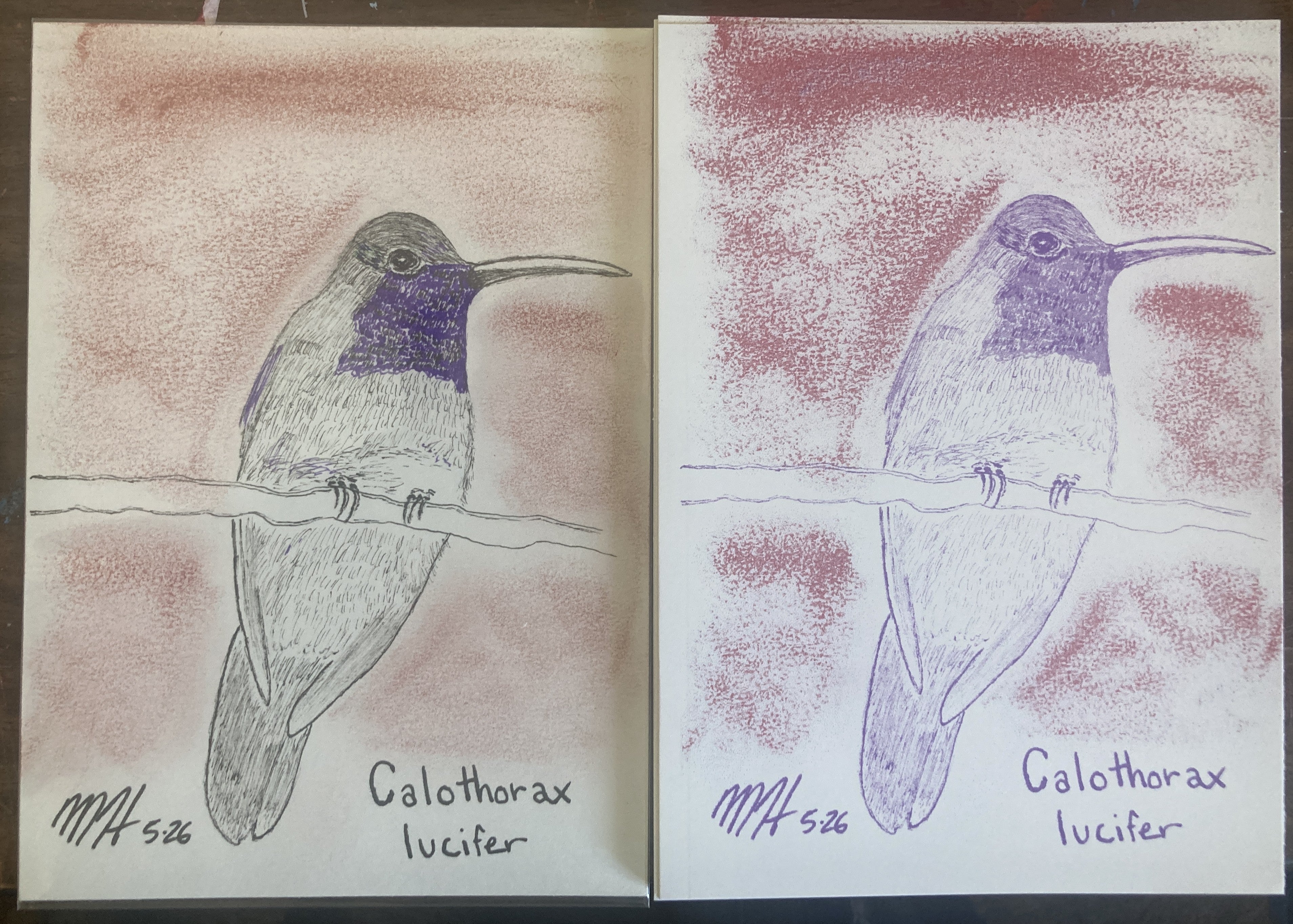 CALOTHORAXLUCIFERRISO