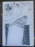 UNKNOWNBIRDRISO