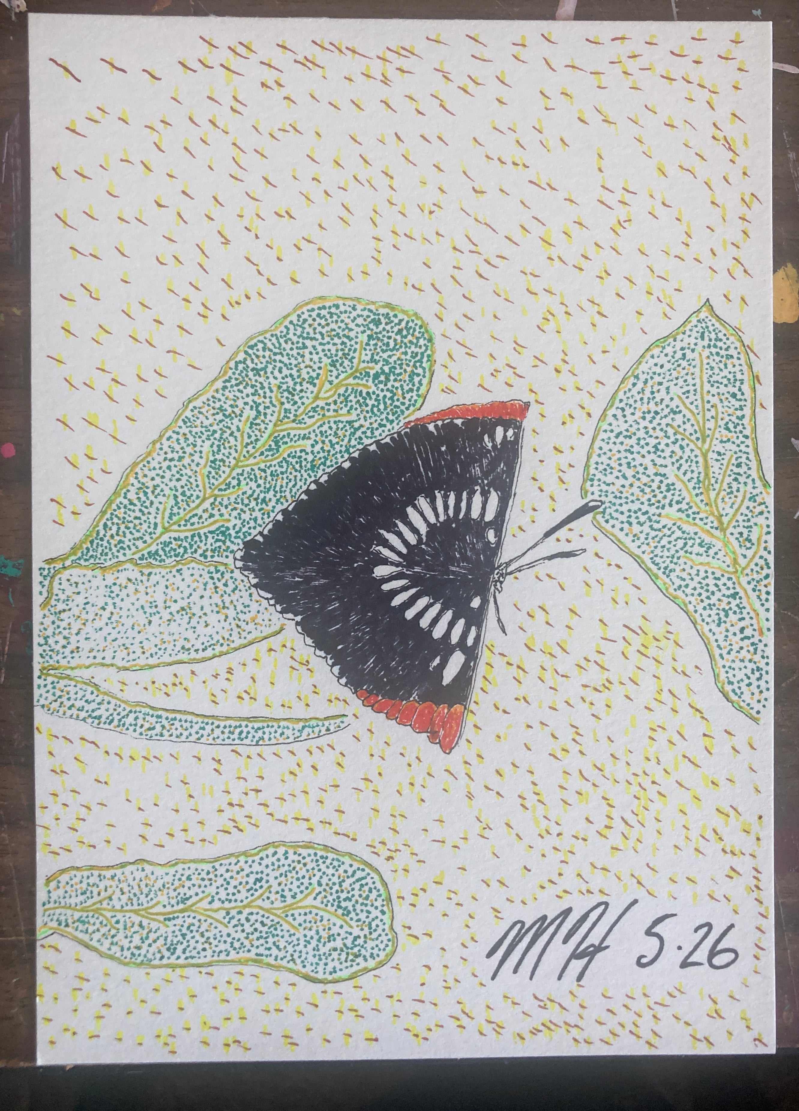BUTTERFLY526RISO