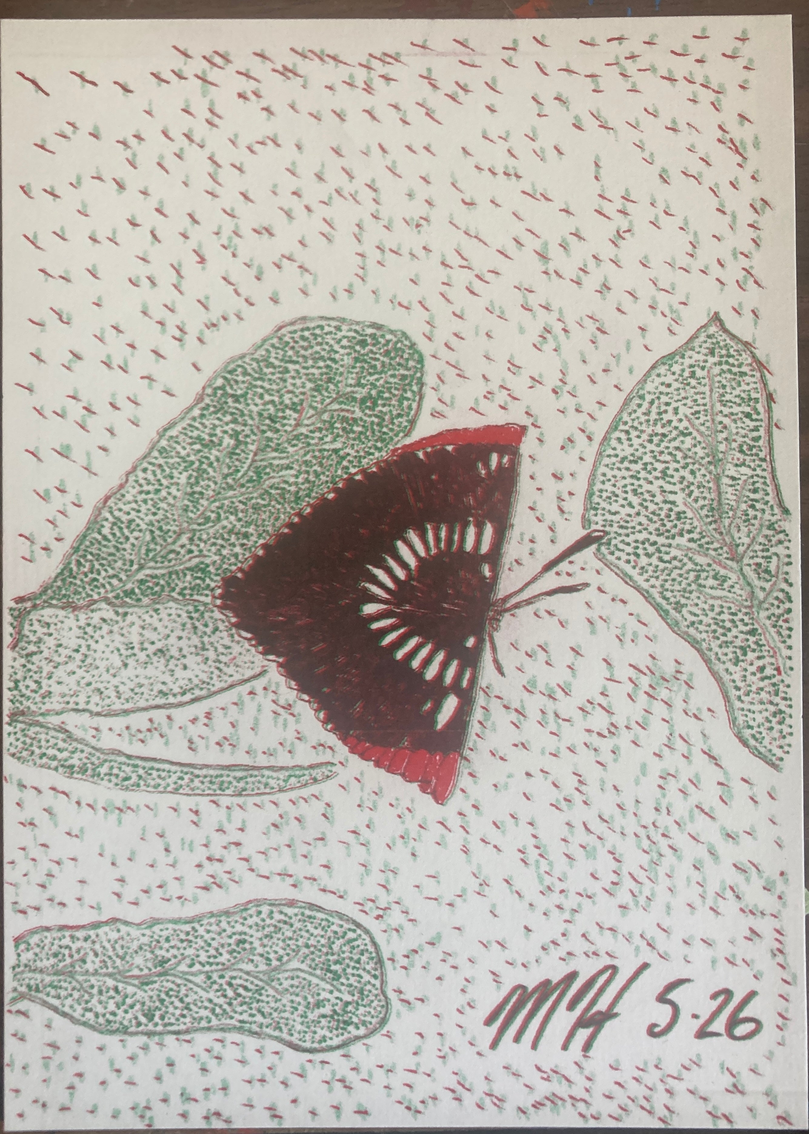BUTTERFLY526RISO